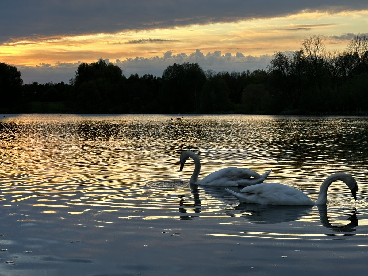#Sunset at the Flash #Priorslee #Telford. Playing with the swan family