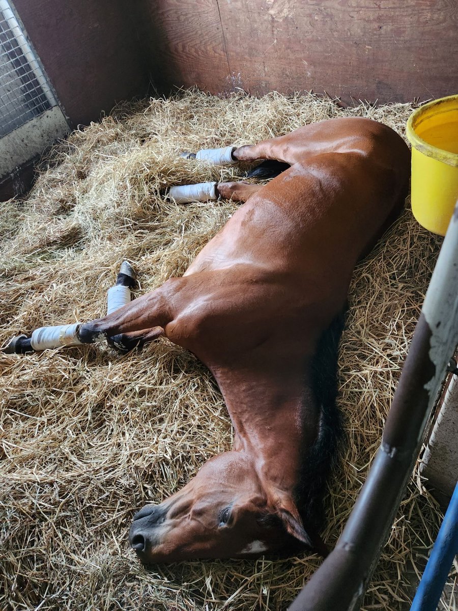 Big winner taking a big nap this morning 😴 🐎 #Juulstone