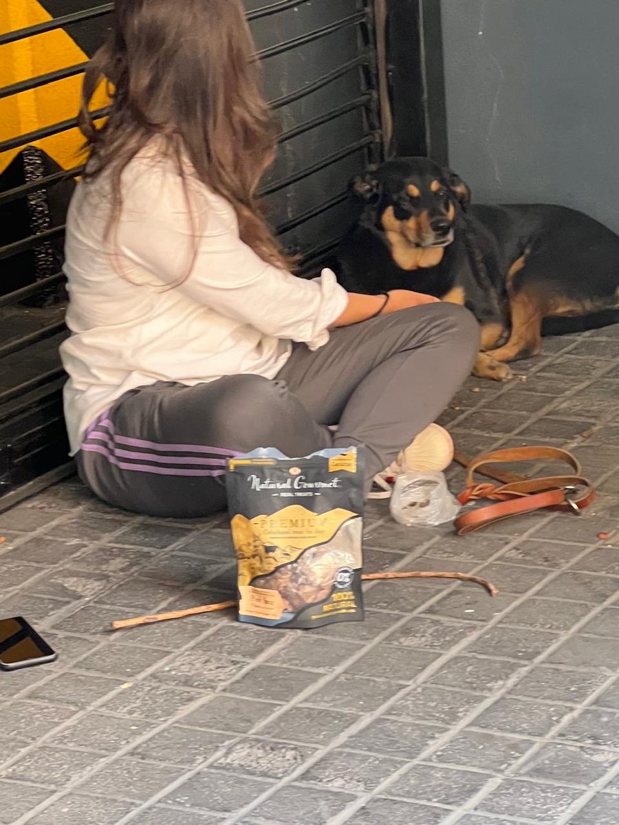 Perrito abandonado en la calle de Saltillo colonia Hipódromo Condesa. Busca a sus dueños cada vez qué pasa alguien voltea es macho