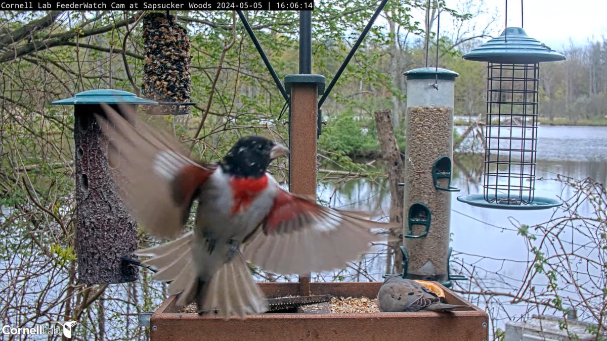 16:06, 5/5 Wow, this is a rare view of the Rose-breasted Grosbeak! Males flash pink-red under the wings; females flash yellowish. Both sexes show white patches in the wings and tail. #cornellfeeders