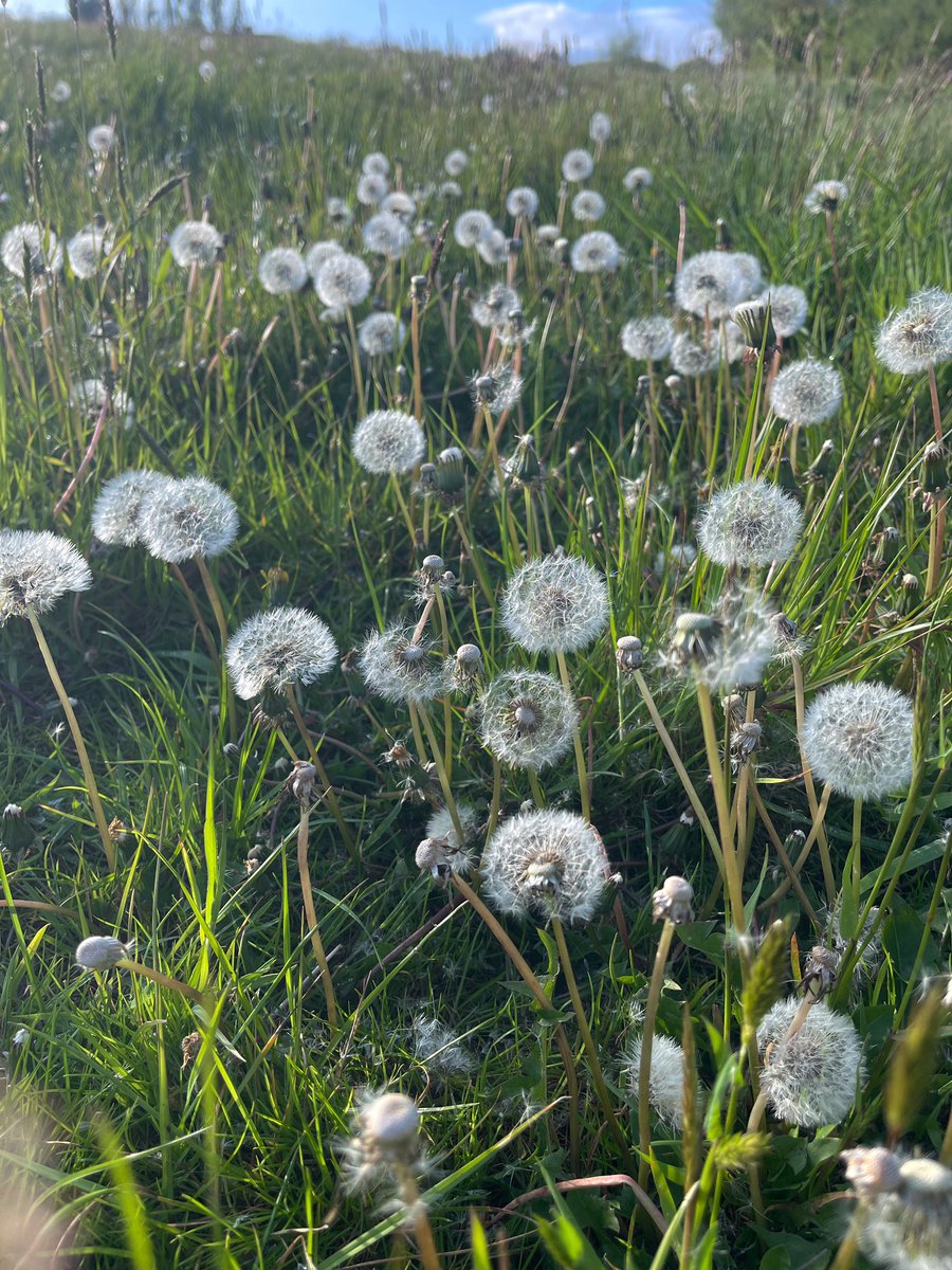 Dandelion clocks ♥️ in the field next door … East Sussex #wildflowerhour