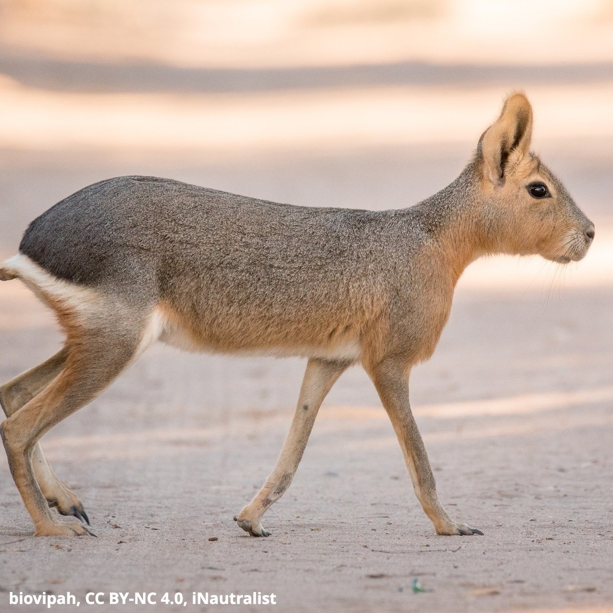 Is that a giant rabbit? 👀 Nope, it’s the Patagonian mara! Weighing ~35 lbs (15.9 kg), this long-legged rodent can outrun an Olympic sprinter—reaching speeds of ~45 mi (72 km) per hour! It inhabits open grasslands where it spends time basking in the Sun and foraging for food.