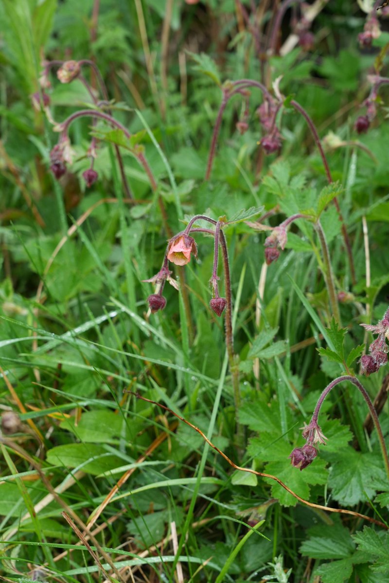 Geum rivale, water avens, our favourite of a very wildflower heavy weekend @wildflower_hour