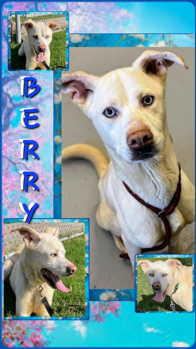 🚨⏰ BERRY #A366152 is in DESPERATE NEED 🙏 His adopter POOPED out on him and NOW he's gonna DIE TOMORROW 💉 🖤

PLEASE 🙏 help this Gorgeous guy. PLEDGE here for ResQ 

Berry BlueEyes can be ADOPTED or FOSTERED at CORPUS CHRISTI AC 🐶 📧 ccacsrescues@cctexas.com 📞 361-826-4630
