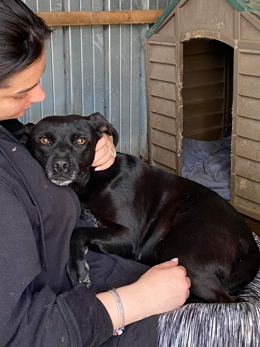 Non riuscirò a far capire quanto amore sei da dietro ad un telefono…ma io non mollerò e te lo prometto,supplicherò sempre una condivisione per te 😞🙏Perla 1 anno e mezzo,14 kg Verrà ceduta sterilizzata Si trova a Siano Provincia di Salerno Scrivetemi su whatsapp 3402608920🙏