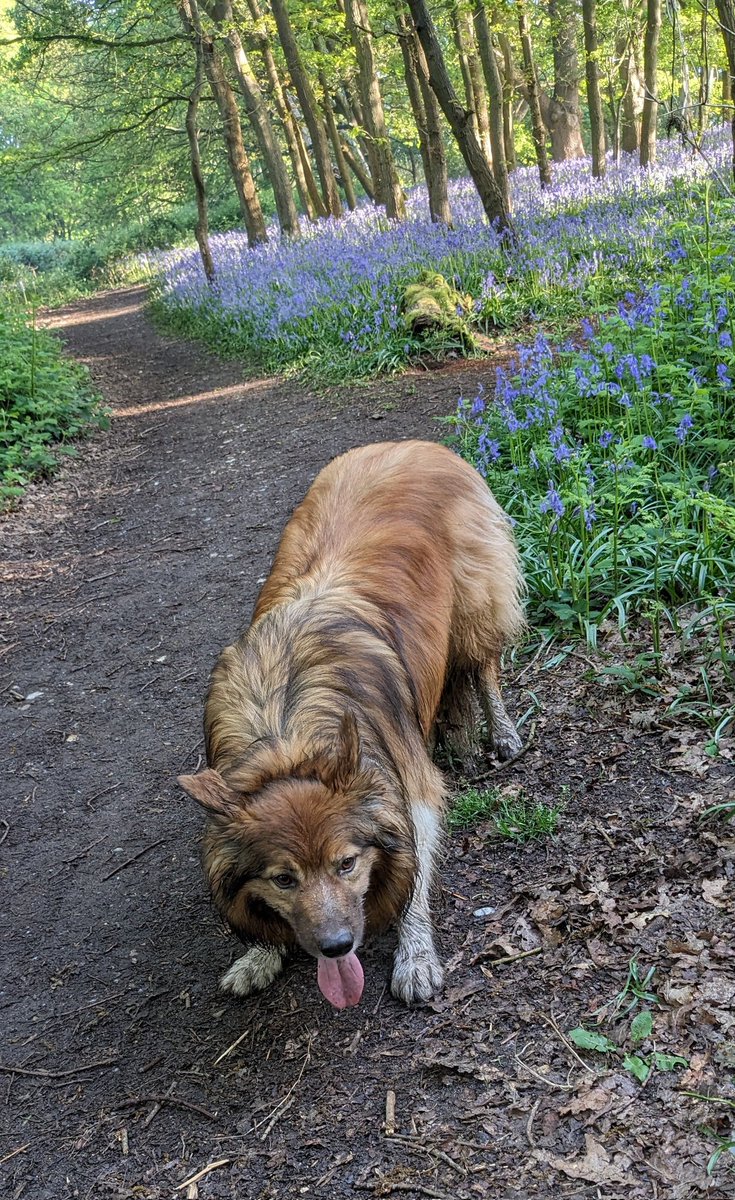 Dirt? What dirt? 🐾🐾⚽🧐
#BorderCollie
#ThrowIt
#SundayThoughts