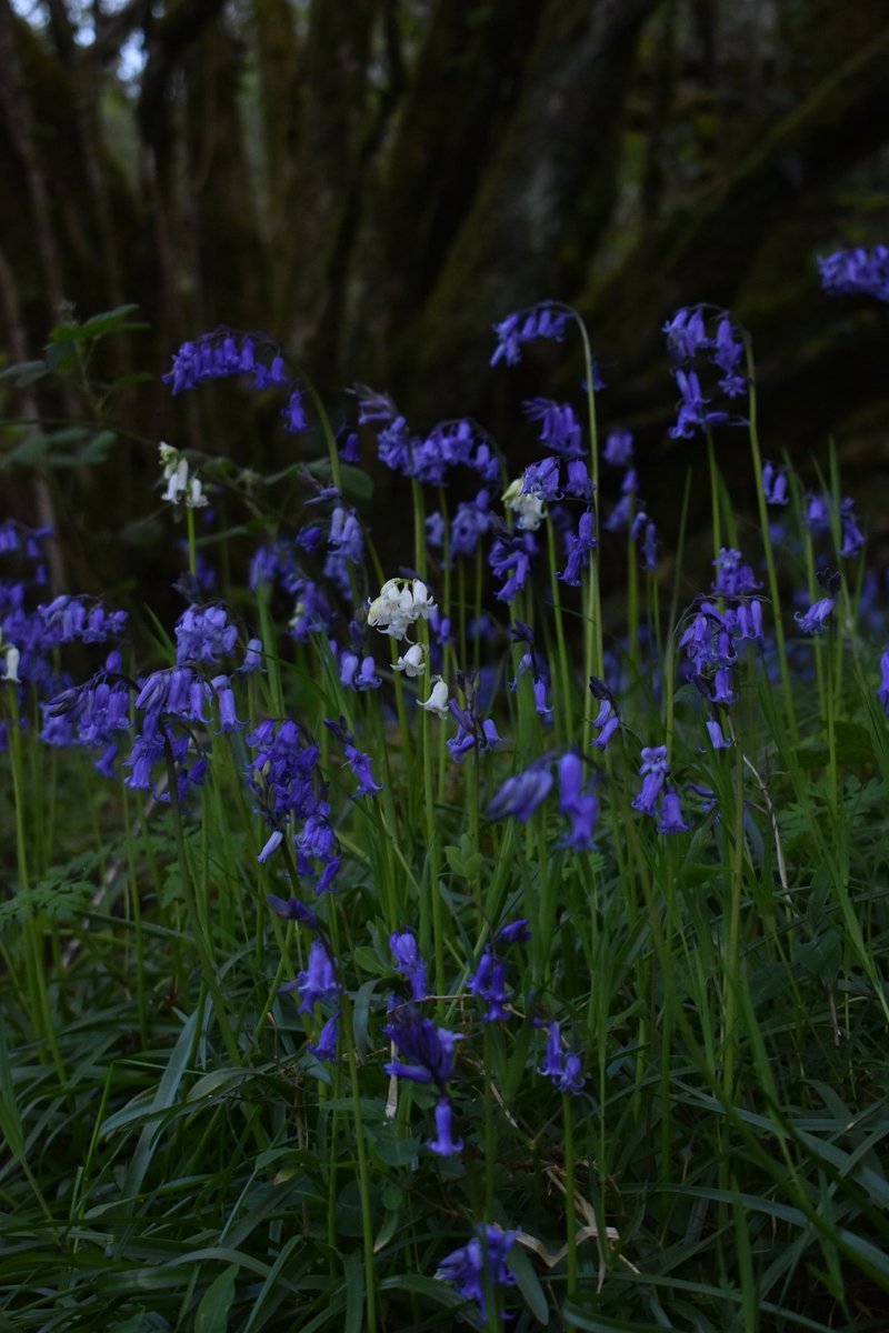 Annual pilgrimage to the bluebell woods complete. This population occupies a cold little hollow and operates spring a bit behind everyone else @wildflower_hour @BSBIbotany