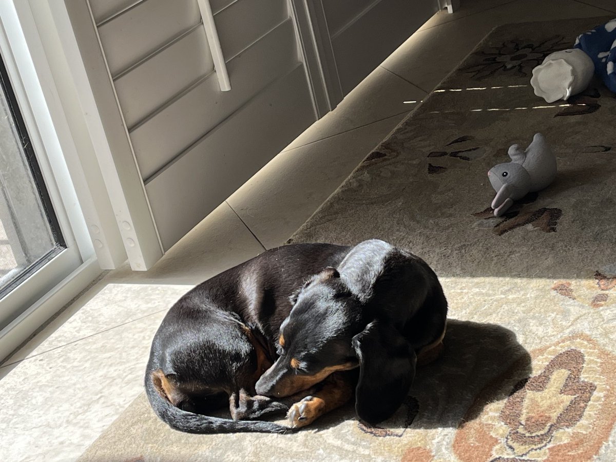 Sun Puddle Sunday 🥰🐾