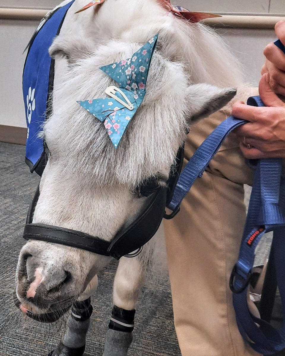 Staff at Mayo Clinic in Rochester had the opportunity to unwind and recharge with a visit from our therapy horse, Munchkin. Today, take a moment for yourself, and if you have an animal in her life, enjoy their company. ⁠ ⁠ #TherapyAnimal #Horse #CaringCanine