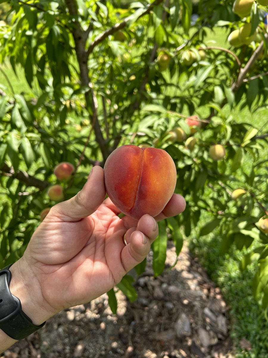 Dr. Castor’s first peach from his backyard orchard! Sweet, juicy and delicious! 🍑🍑🍑 

 #plasticsurgery #plasticsurgeon #tampa #tampabay #orchard #orchardlife #orchardliving #farming #farmingismyhobby #peach #peach🍑  #peachseason #enjoyingtheexperience #happywithmyfirstpeach🍑