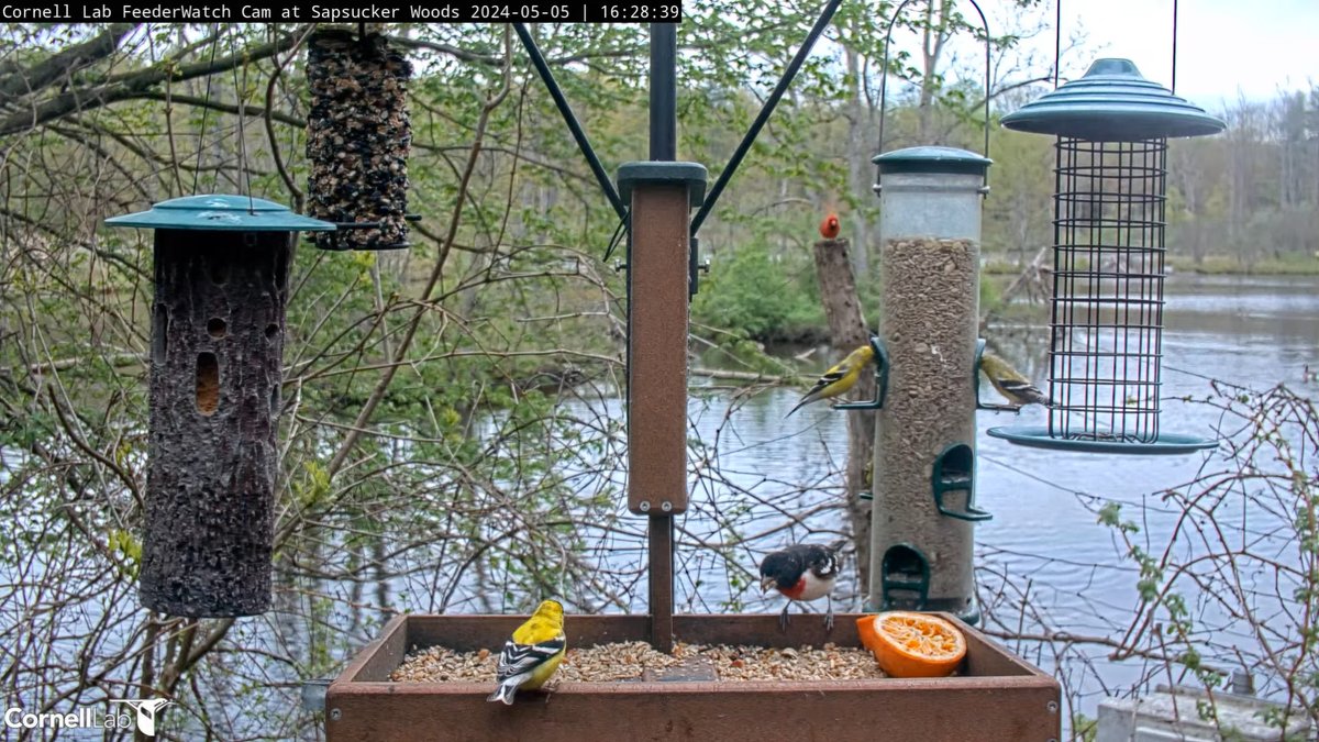 16:28, 5/5 Lot of color going on here! Rose-breasted Grosbeak, Cardinals and American Goldfinches #cornellfeeders