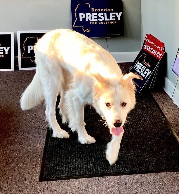 MSSOSPAC's tweet image. Seems like the PERFECT day to introduce y’all to our #1 campaign dog, Harper. She’s rested up from @BrandonPresley’s race last year and ready to go!