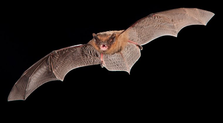 Pipistrelle bats are in flight round here tonight. (Not my picture.) 🦇