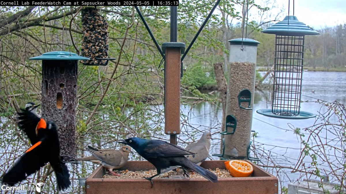 16:35, 5/5 Common Grackle displaces Red-winged Blackbird #cornellfeeders