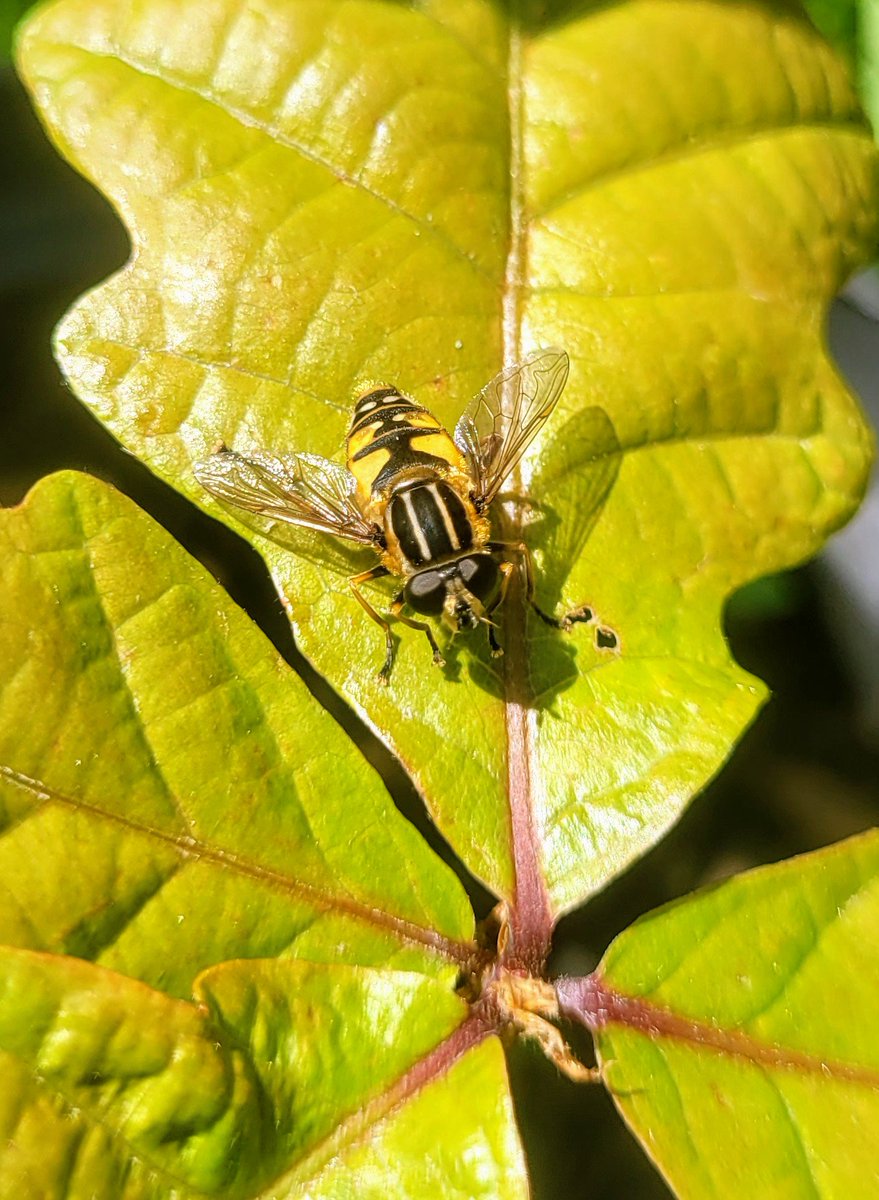 Today wherever you are our old friend the Hoverfly resting in the sun on a newly leafing Oak seedling. This beauty, called Helophilus, is a Bee-mimic living mostly near water. Beach ghabhair chorraigh.