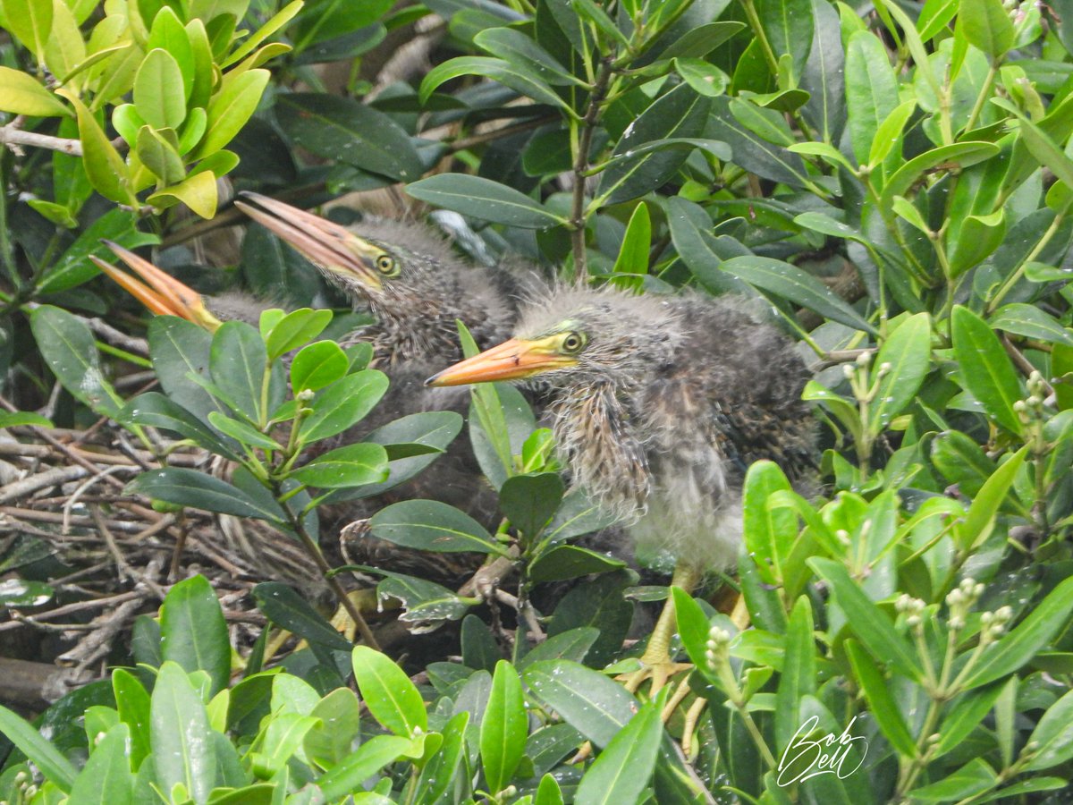 My second post from Texas today is of a family of dinosaur babies! Green Heron babies that is #birds #babybirds #birding #birdphotography #Texas #GreenHeron @every_heron