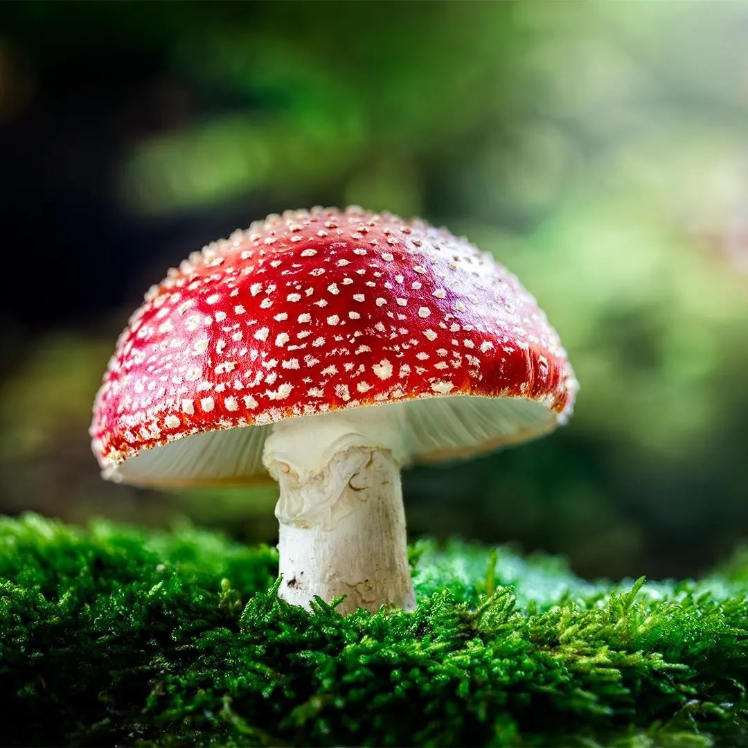 Magic mushroom edibles made with Amanita muscaria are on the rise thanks to a legal gray area. Meet the entrepreneurs bringing hallucinogenic treats to a smoke shop—or mailbox—near you. @Forbes forbes.com/sites/willyako…