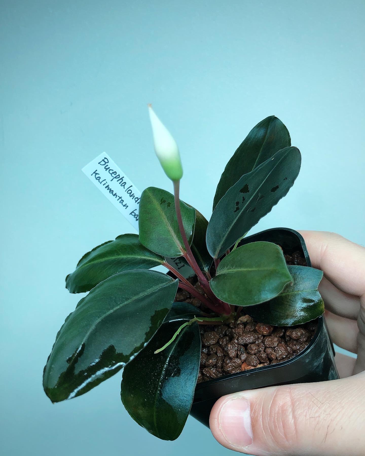 碧葉さんBUCEPHALANDRA 一点物 Bucephalandra sp. Metallic Purple 2020.10 No.07