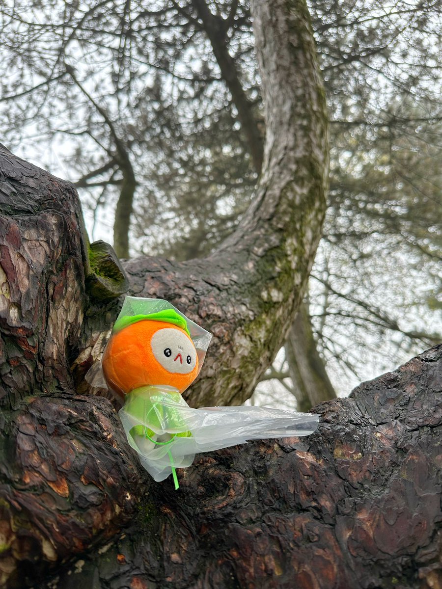 Persimmon’s first hike🌱
He’s a bit angry because he had to wear a raincoat🌧️