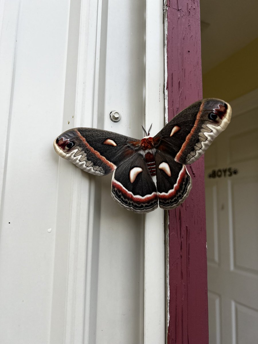 HanCraftedArts's tweet image. Obsessed! Soo happy we have new moths showing up this year! ♥️
#moth #cecropiamoth #nature