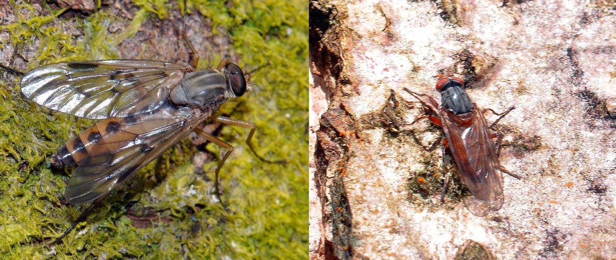 #FliesofBritainandIreland 2 fabulous flies from @BBOWT's Dry Sandford Pit this morning - A Downlooker Snipefly (Rhagio scolopaceus) that refused to look down & a Sap Hoverfly (Brachyopa sp.) with grey humeri, but what species? @StevenFalk1 @gailashton @Ecoentogeek @flygirlNHM