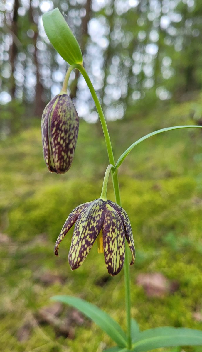 Fritillaria affinis