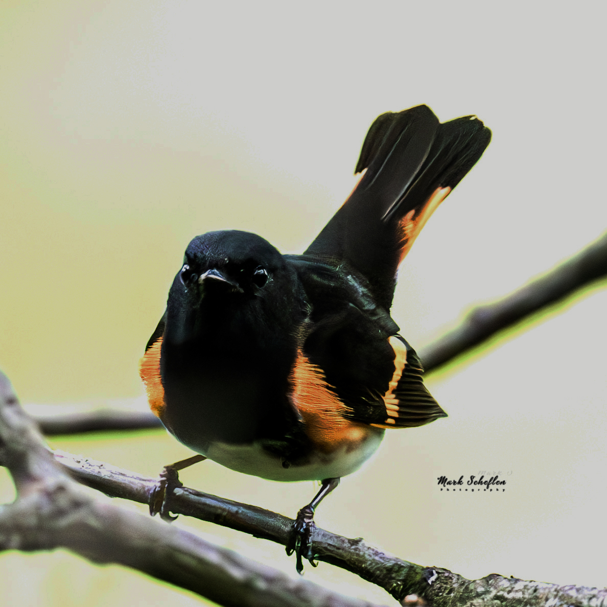 Male American Redstart, Central Park, N.Y.C #birdcpp #TwitterNatureCommunity #birdsofinstagram #britishnatureguide #naturephotography #birdphotography #twitterphotography #wildbirdphotography #nikonphotography #NatureBeauty #nycaudubon 5.04.24