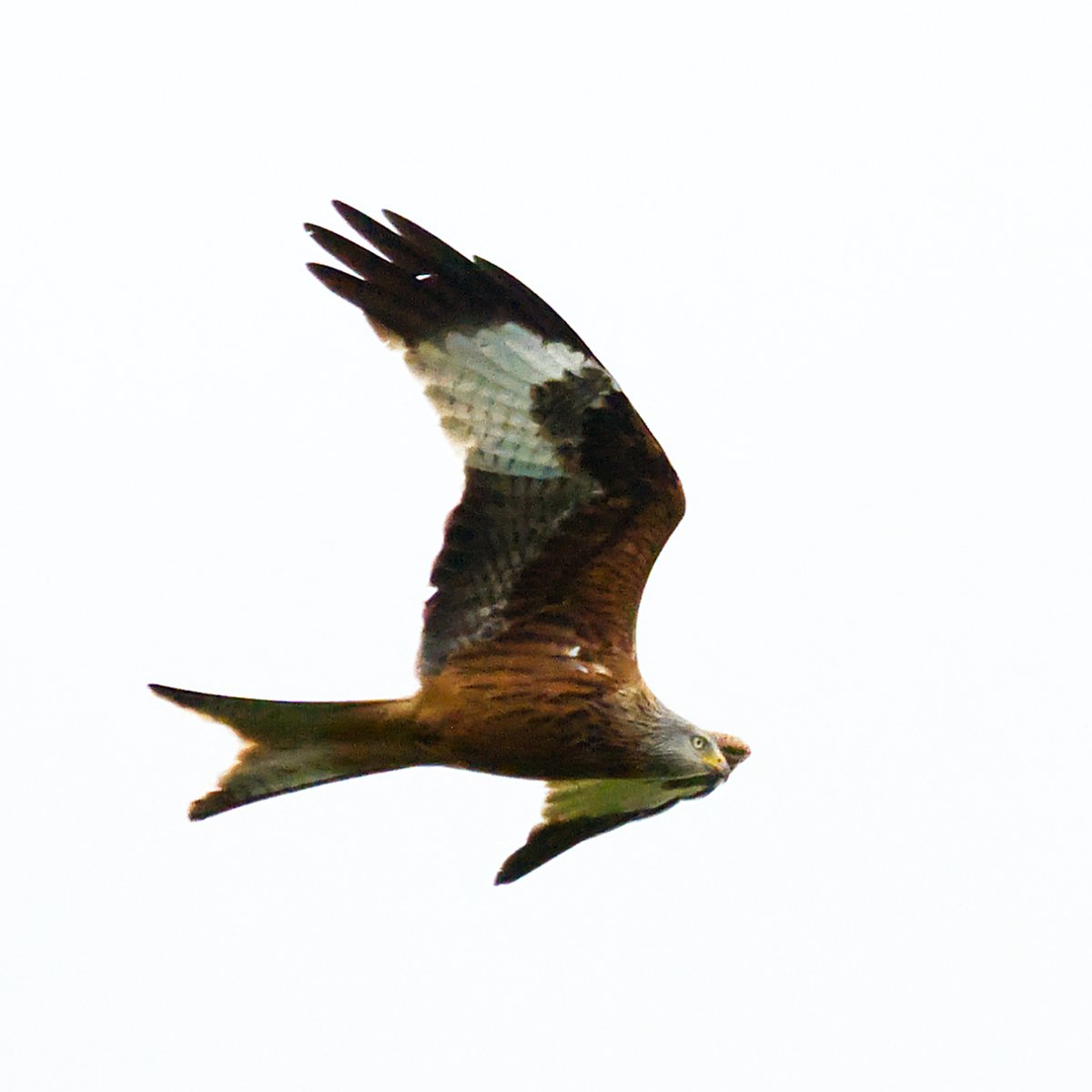 Rotmilan #Natur #Fotografie red kite #NaturePhotography #TwitterNatureCommunity