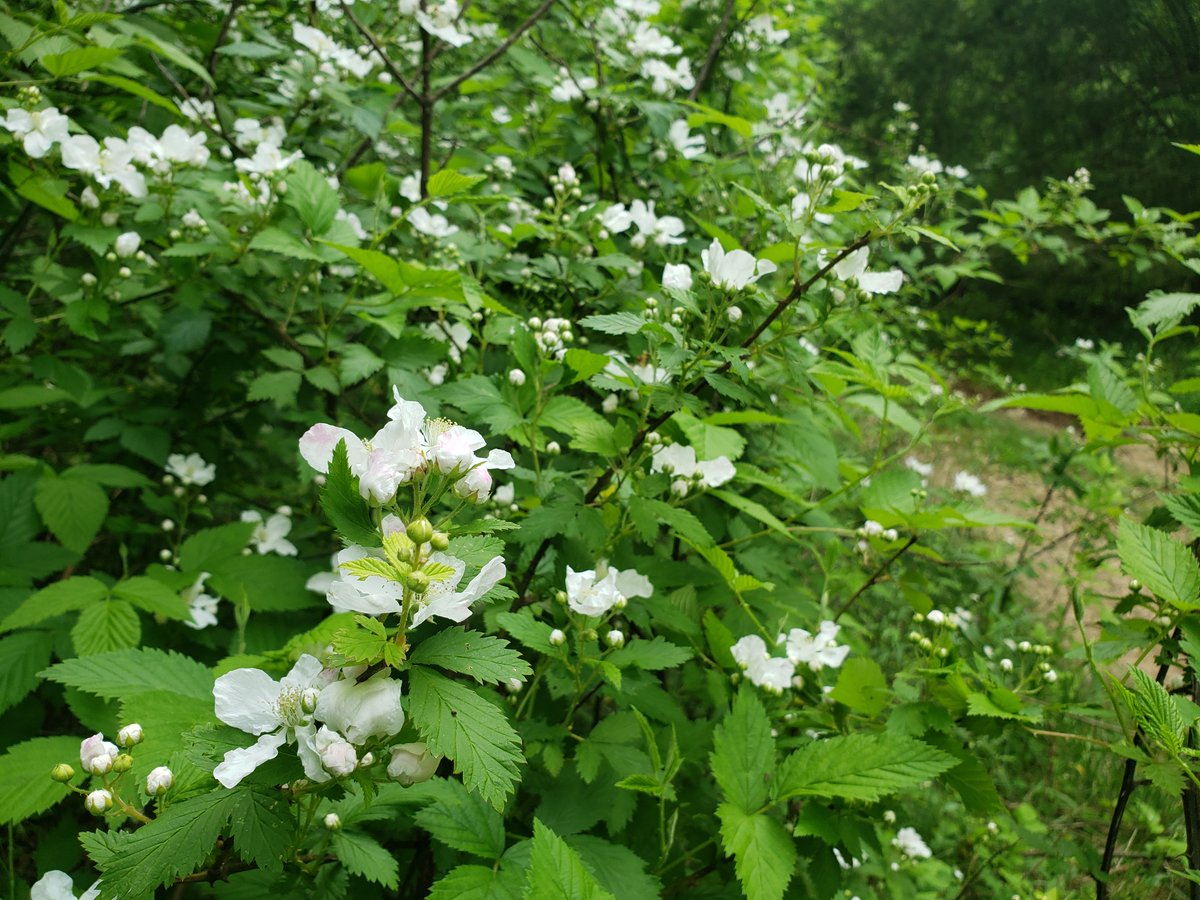 “Blackberry winter” happens every year, bringing cooler temperatures just as the wild blackberries are starting to bloom #downonthefarm. Summer’s heat will be here before we know it, but, hopefully, we’ll have a good harvest of blackberries to use in our botanical experiments.