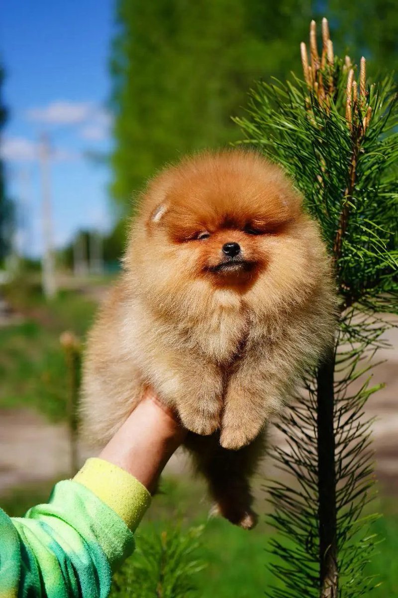 pomqueens's tweet photo. 🟣Dit is Luchana. Een slim, ontdekkend en aanhankelijk vrouwtje.
-
#pomeranian #pomeriaan #pom #puppy #beertje #teddy #pup #puppylove #cutedogs #goodnight #pic #fun #pomqueens #fyp #sunday #photoshoot #love #puppies #puppyoftheday #pomeranians #pomeranianpuppy #pomeranianworld https://t.co/HZEjKTAiwP