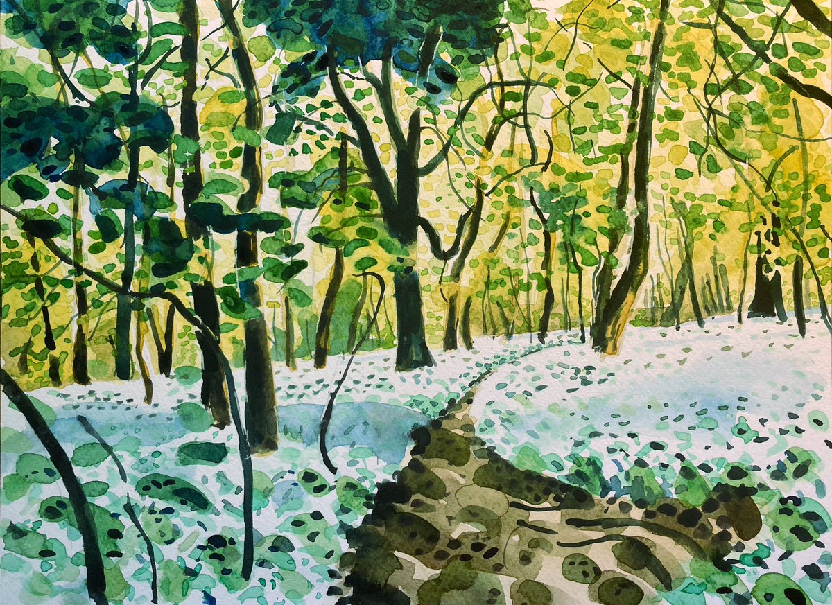 #watercolour , wild garlic, Smallcombe Woods.