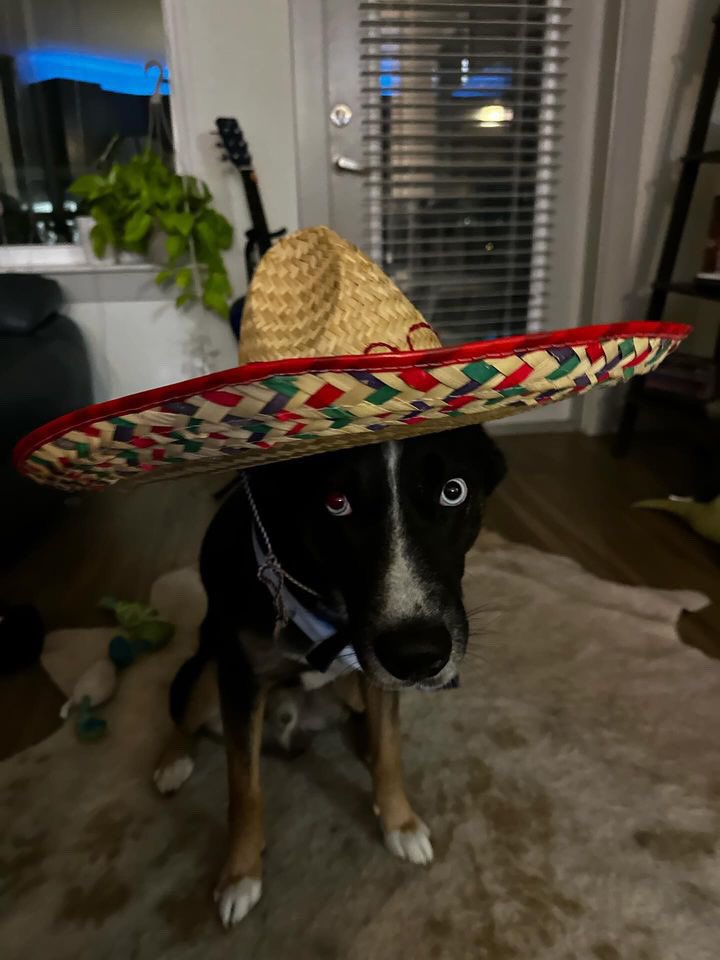 Happy Cinco!!