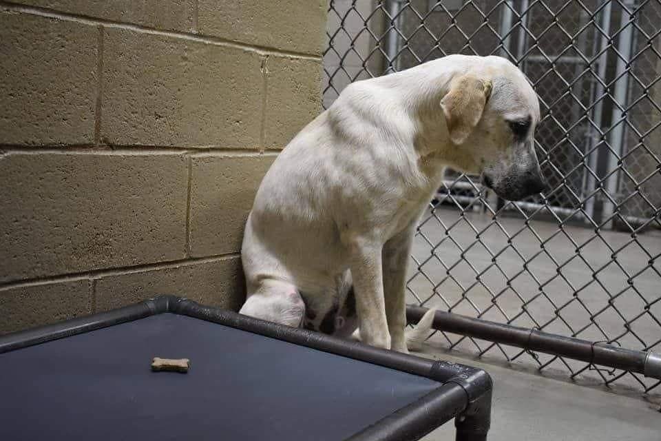 Quand votre chien arrive à la fourrière parce qu'il vous dérange, qu'il vous empêche de partir en vacances, que vous en avez marre de lui... Il s'assoit et il vous attend. Il attend que vous veniez le chercher car il a confiance en vous. Il vous attend une minute, une heure, une…