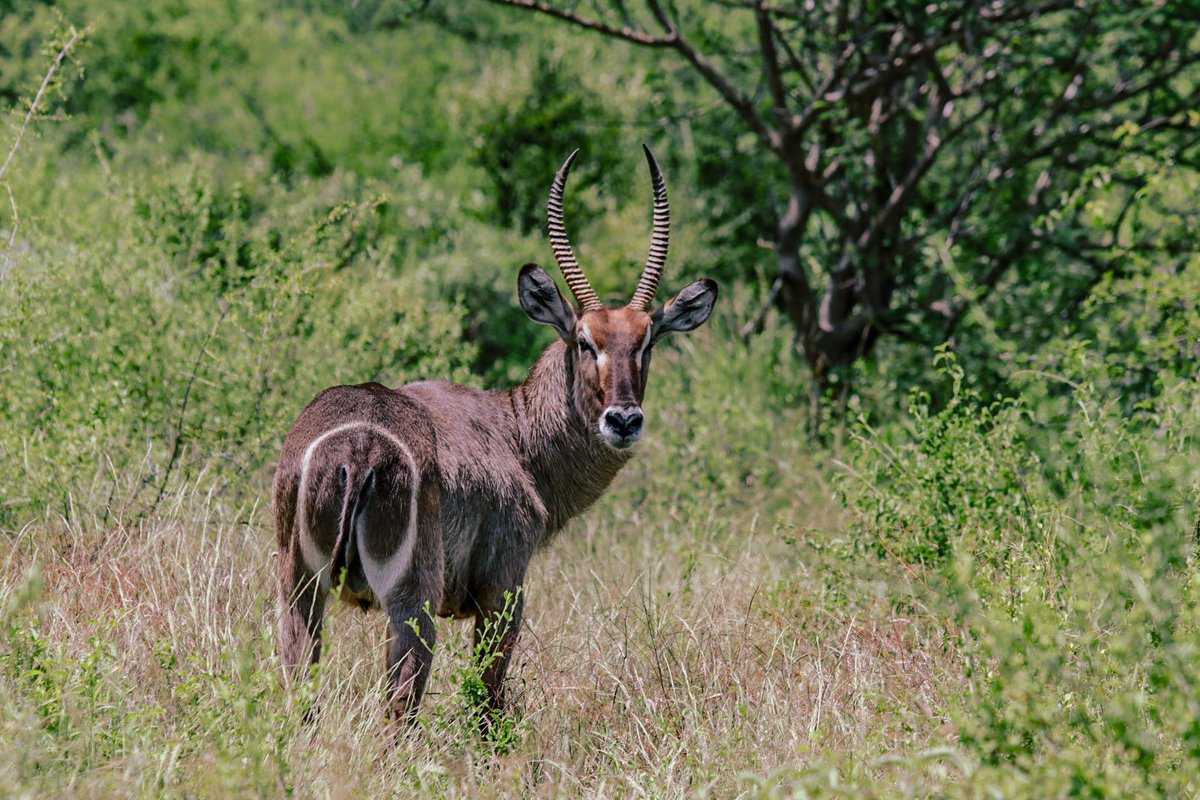 Today, I visited Isiolo Shaba Reserve, the home of big 5. Here are some of the photos I captured. #tourism #tembeakenya @GDU011 @IsioloAssembly @IsioloTourism @NRT_Kenya @BeisaOryx @GrevysZebraTrst