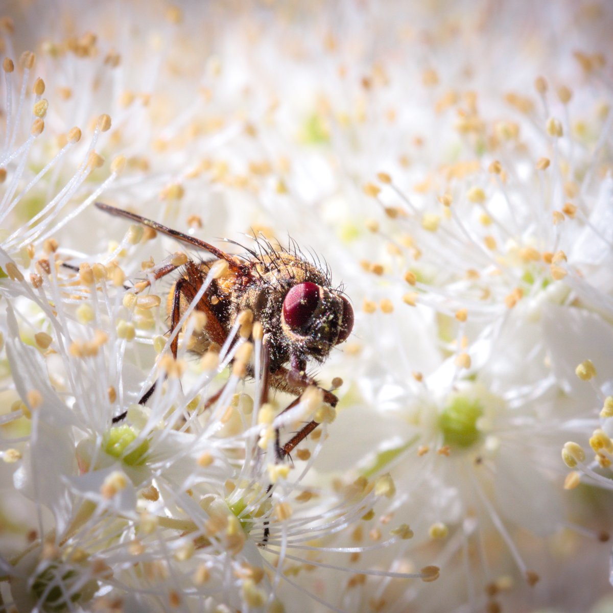 #MyPhotoArchive #NaturePhotography #NatureBeauty #TwitterNaturePhotography #macrophotography #macro #ThePhotoHour #MyBackYard