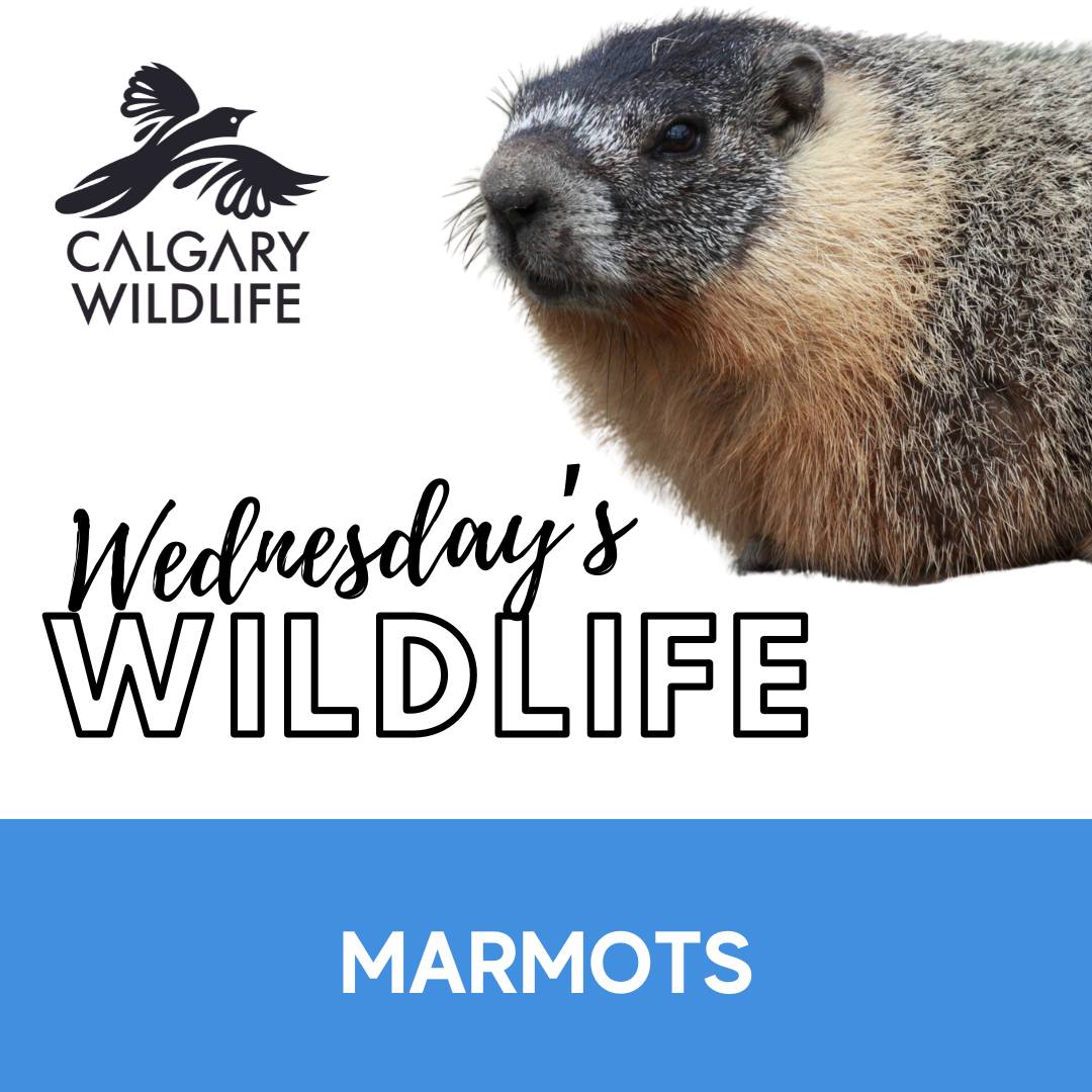 It's Wednesday's Wildlife and this week it's about these chonky chonkers! Alberta is home to two of these extra-large ground squirrels, the hoary marmot, and the yellow-bellied marmot. Learn more in our blog! calgarywildlife.org/post/wednesday…