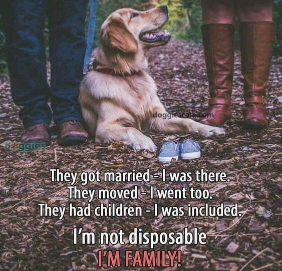 They got married - I was there.  They moved - I went, too. they had children - I was included.  I'm not disposable.  I am #family

#Dogs #Dogs #DogsAreNotDisposable #DogsAreFamily #LoveADog #BestFriend #GoodDog #DogsAreLove