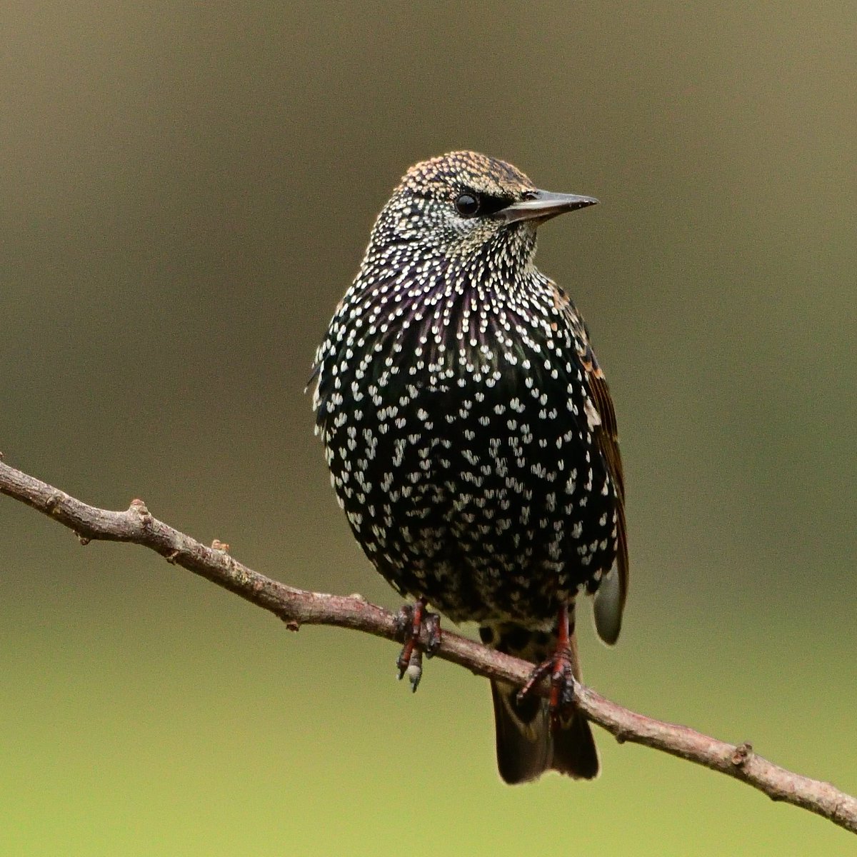 Copycat. Starlings are amazing mimics, listen to their calls and you may hear buzzards, curlews, owls, cats, dogs, frogs, human speech, chainsaws, car alarms and mobile phones. Why? ...because female starlings choose the male who has the most impressive repertoire. #birds #nature