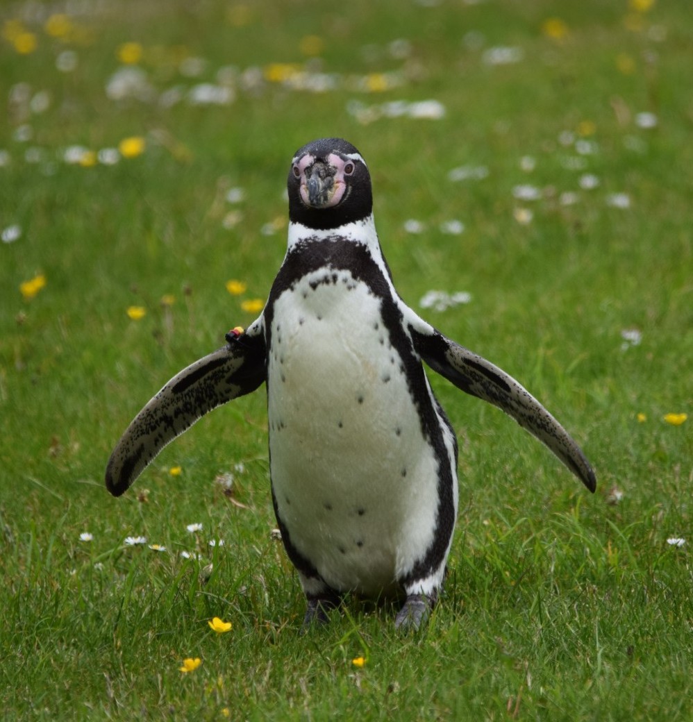 Waddling through to the end of another awesome week at the #WelshMountainZoo! 🌼🐧🌻
📸: Matt Rimmer
#SupportingConservation #NationalZooOfWales #Eryri360 #NorthWales #penguins