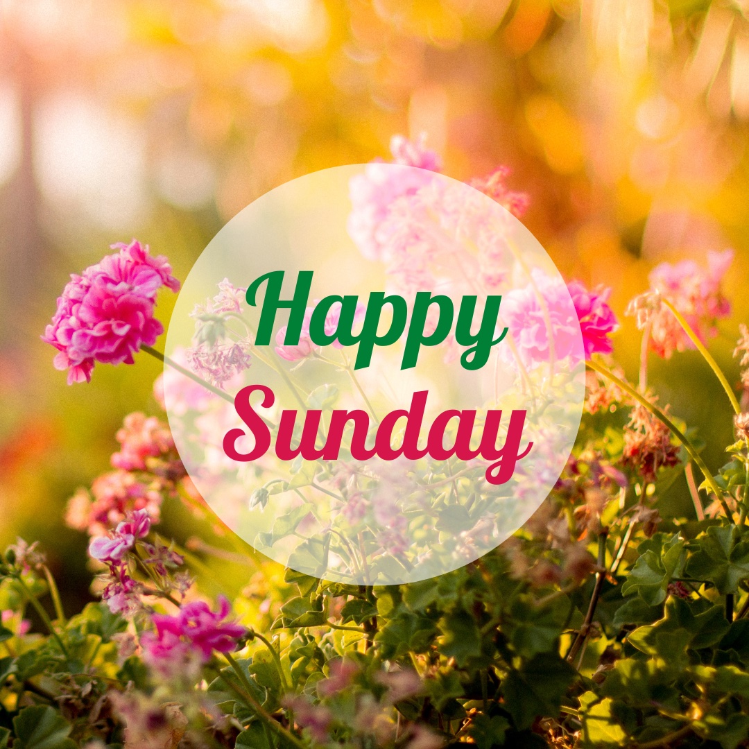 Personal Plants tweet media