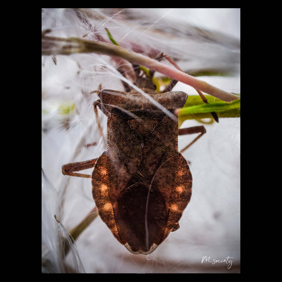 📷 Macro petite punaise 📷

#punaise #buginsect #insecte #insectes #insect #macroinsectes #macroinsecte #macroinsect #macroinsectphotography #macrophotographie #macrophotography #nature #naturephotgraphie #naturephotography