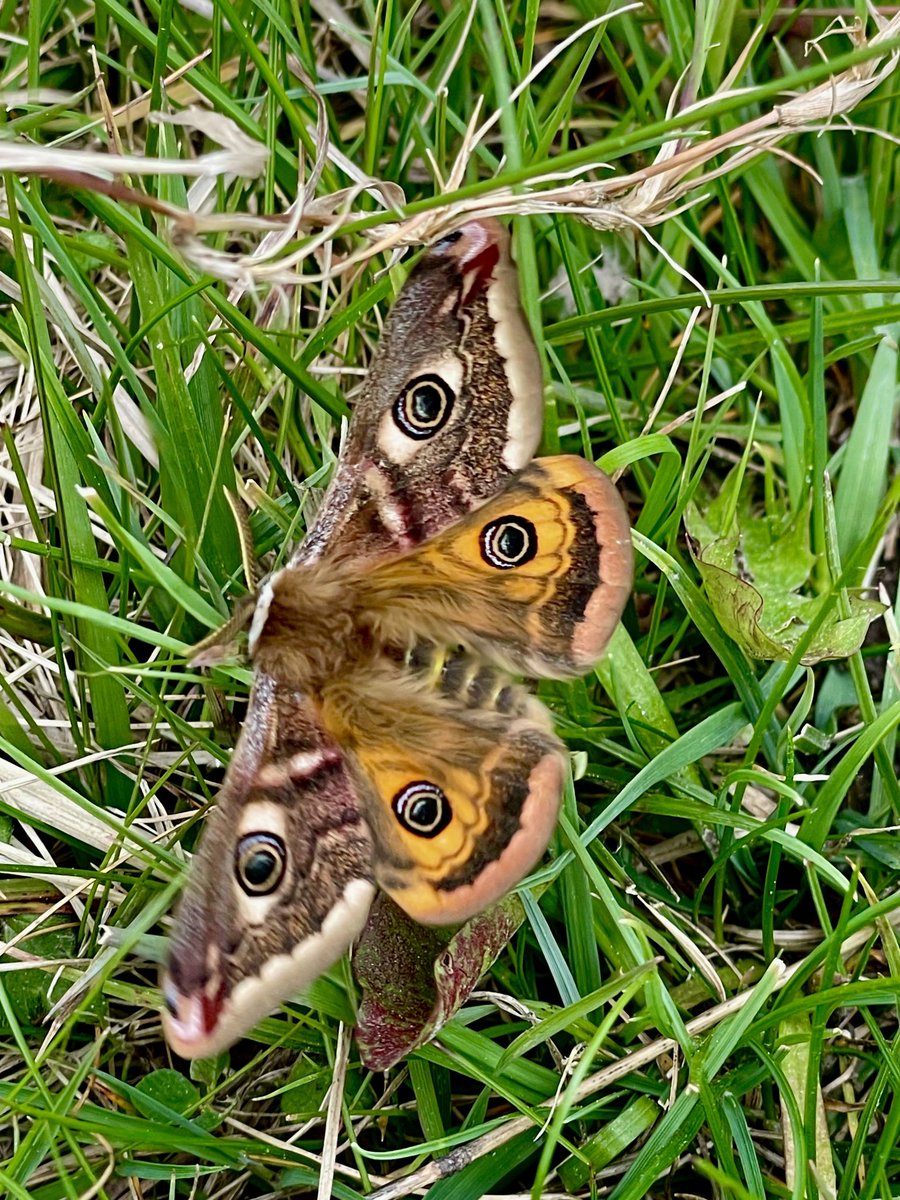 MalleyAndrew's tweet image. North Yorkshire Moors and edges this afternoon. Some fab insects, Emperor Moths, Hornet and Duke of Burgundy butterflies. ⁦@castlebirder⁩ ⁦@SboroGottLad⁩