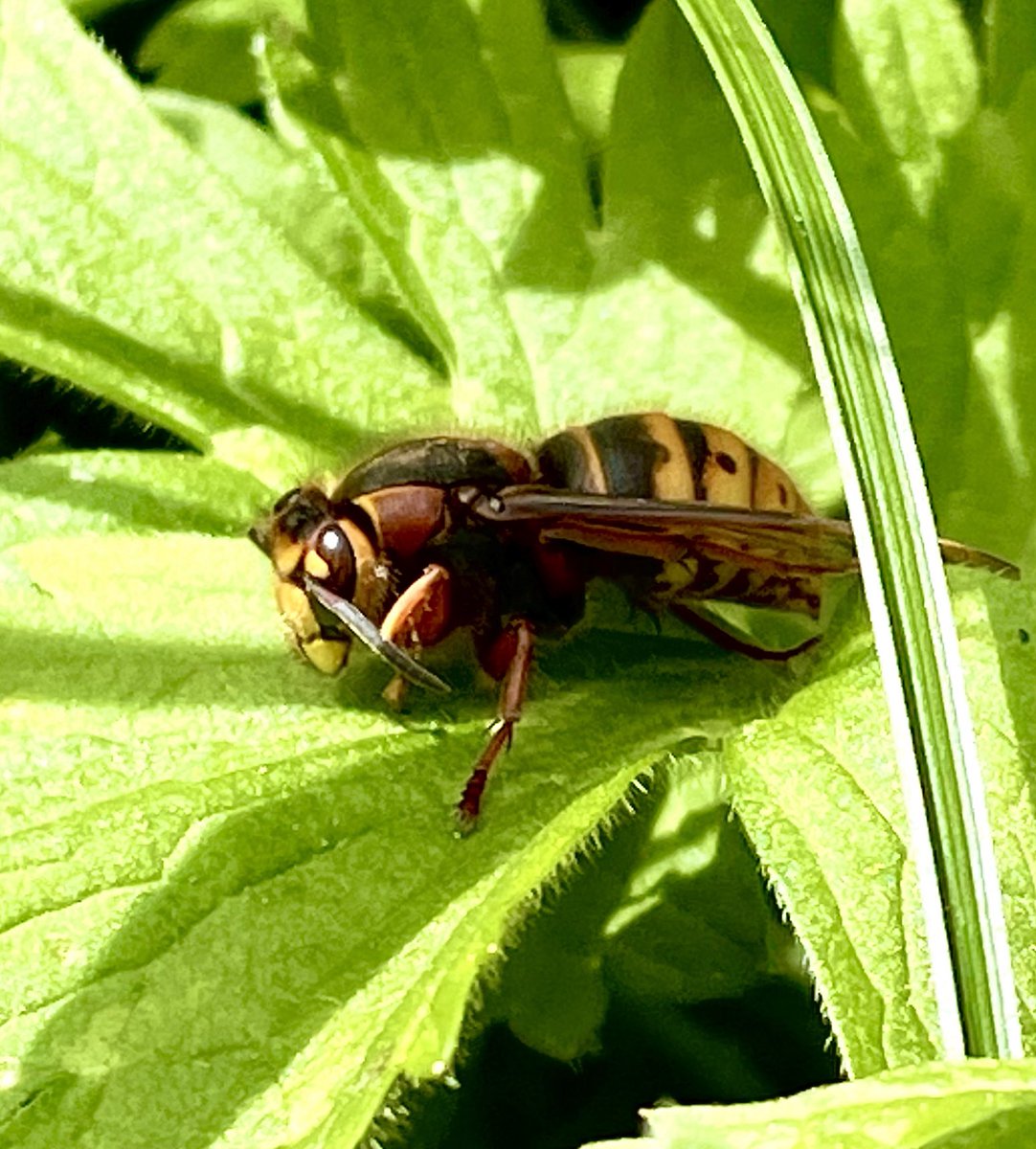 MalleyAndrew's tweet image. North Yorkshire Moors and edges this afternoon. Some fab insects, Emperor Moths, Hornet and Duke of Burgundy butterflies. ⁦@castlebirder⁩ ⁦@SboroGottLad⁩
