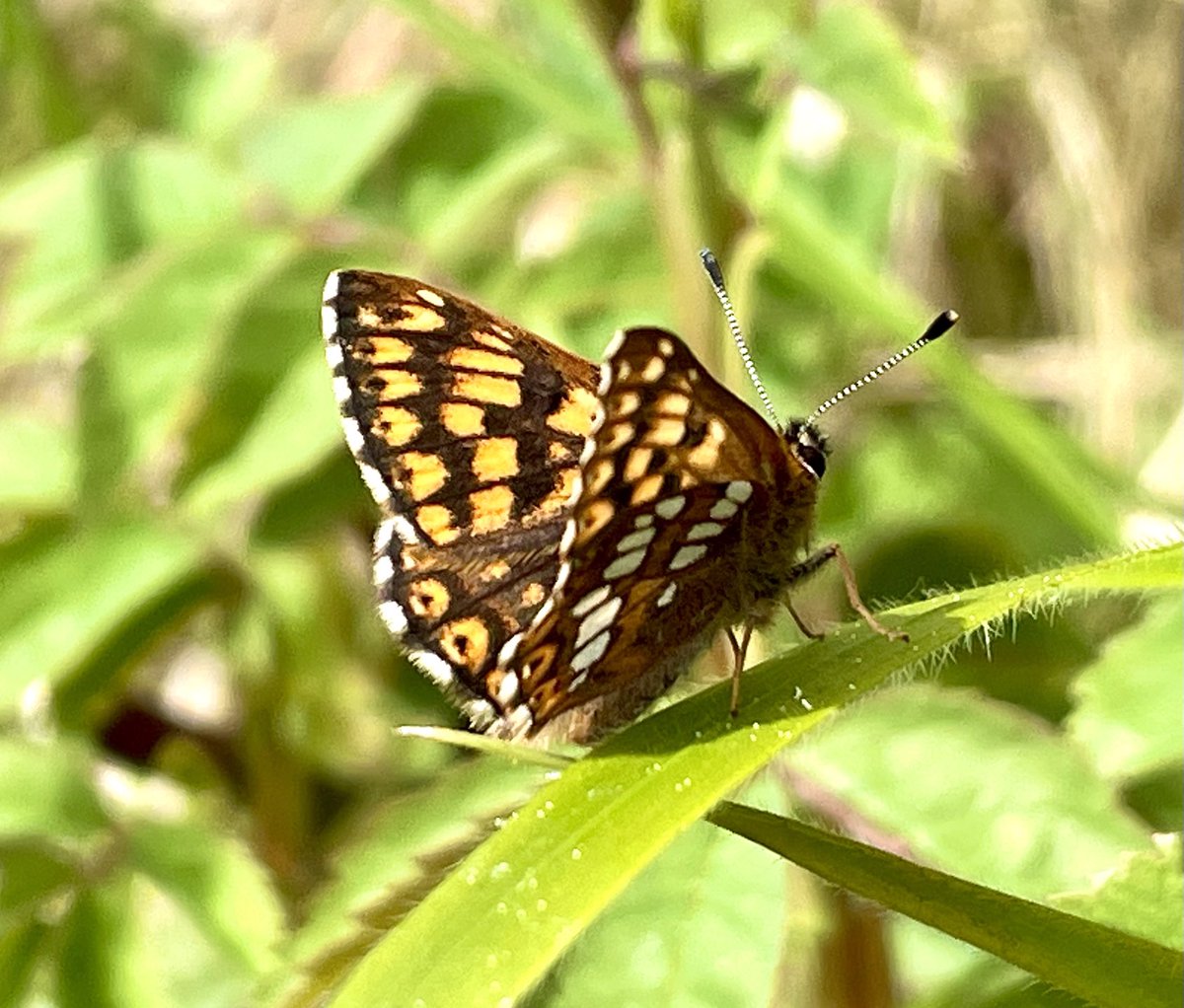 North Yorkshire Moors and edges this afternoon. Some fab insects, Emperor Moths, Hornet and Duke of Burgundy butterflies. ⁦<a href="/castlebirder/">Steven Wignill</a>⁩ ⁦<a href="/SboroGottLad/">Michael McNaghten</a>⁩