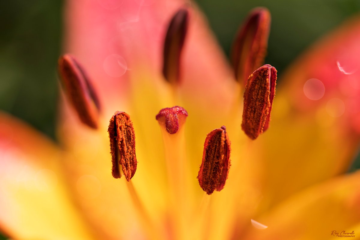 Asiatic Lily bloom in my backyard this morning. #Flowers #Macro #MacroHour #ThePhotoHour