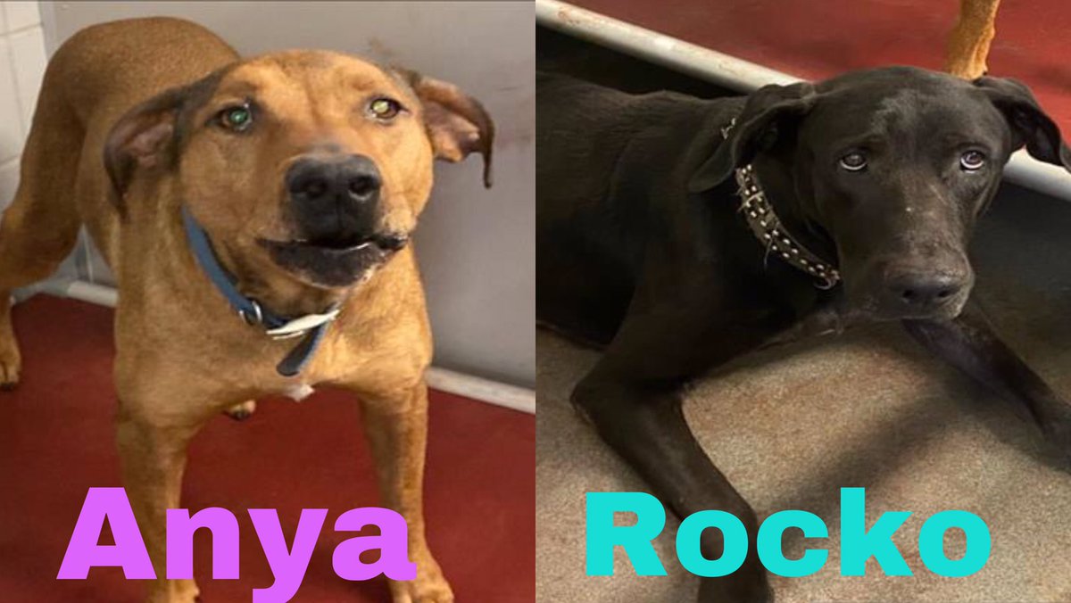 🆘 BONDED BIG DOGS ANYA 💖#A711549 (1yo sF, 64lb, hw-) & ROCKO 💛#A711550 (1yo M, 89lb, hw-) ARE TBK TMW 5.6 BY SA ACS #TEXAS‼️ 

She’s social & takes treats with a tense body. Rocko’s fearful & not interested in interacting or treats. 

🚨📝 Susp allergy
#PledgeForRescue