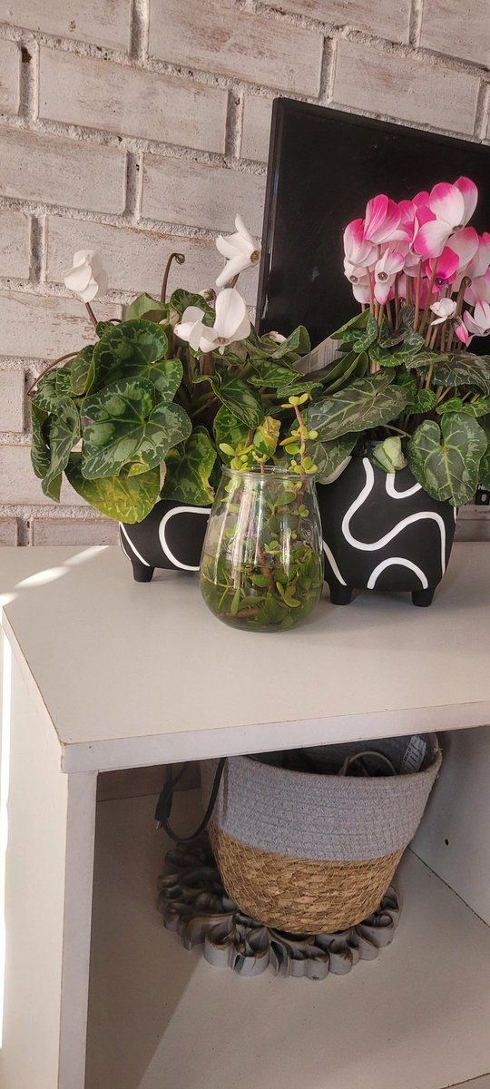These pots are absolutely adorable & the Cyclamen is just obviously showing off.