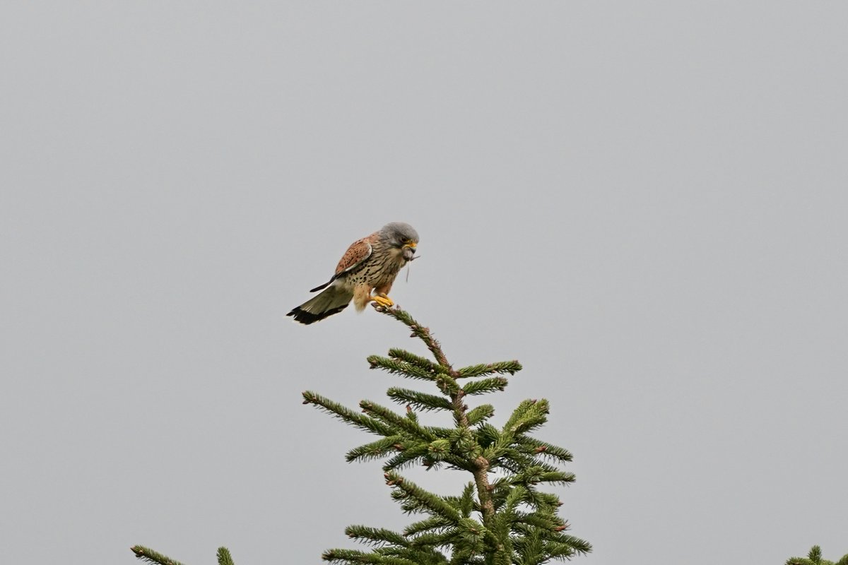 Spotted this Kestrel enjoying a spot of lunch in the County Antrim Hills this afternoon - @whiskymad