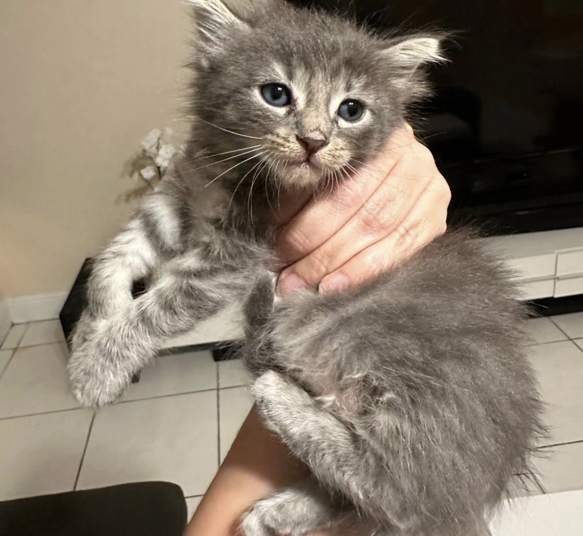 Dolly is our 6 week old female kitty! 💗🐾 DM us to adopt any of our available pets!🫶🏽#AnimalLoverRescue #rescuestory #animalrescue #adoptdontshop #rescue #animals #animallovers #animalsanctuary #animalrights #dogs #cats #rescuedog #kittenrescue #fosteringsaveslives #adoptme