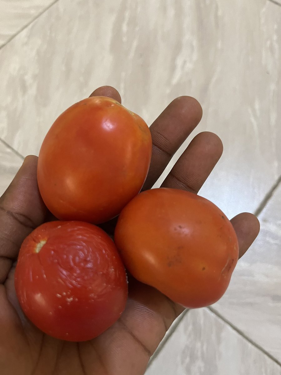 Can’t believe I bought 3 tomatoes for 7ghc😳😳😳😳 Like this is even in a town farrrrrrrr from Accra oooo . What’s happening? 😭